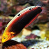 Halichoeres iridis : 6-9 cm